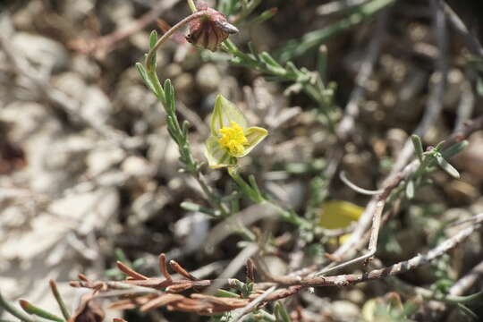 Image of Fumana ericifolia Wallr.