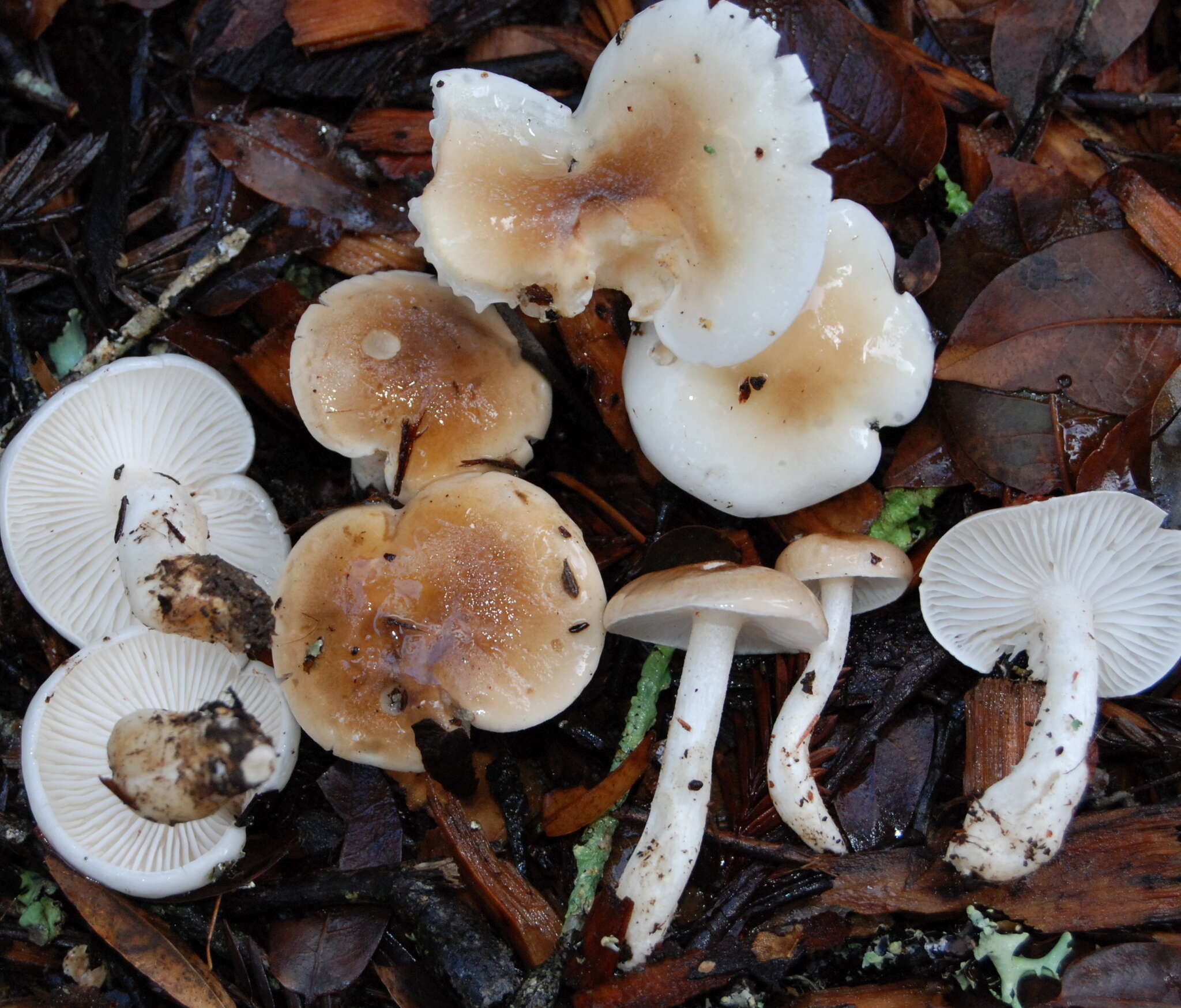 Image of Hygrophorus roseobrunneus Murrill 1916