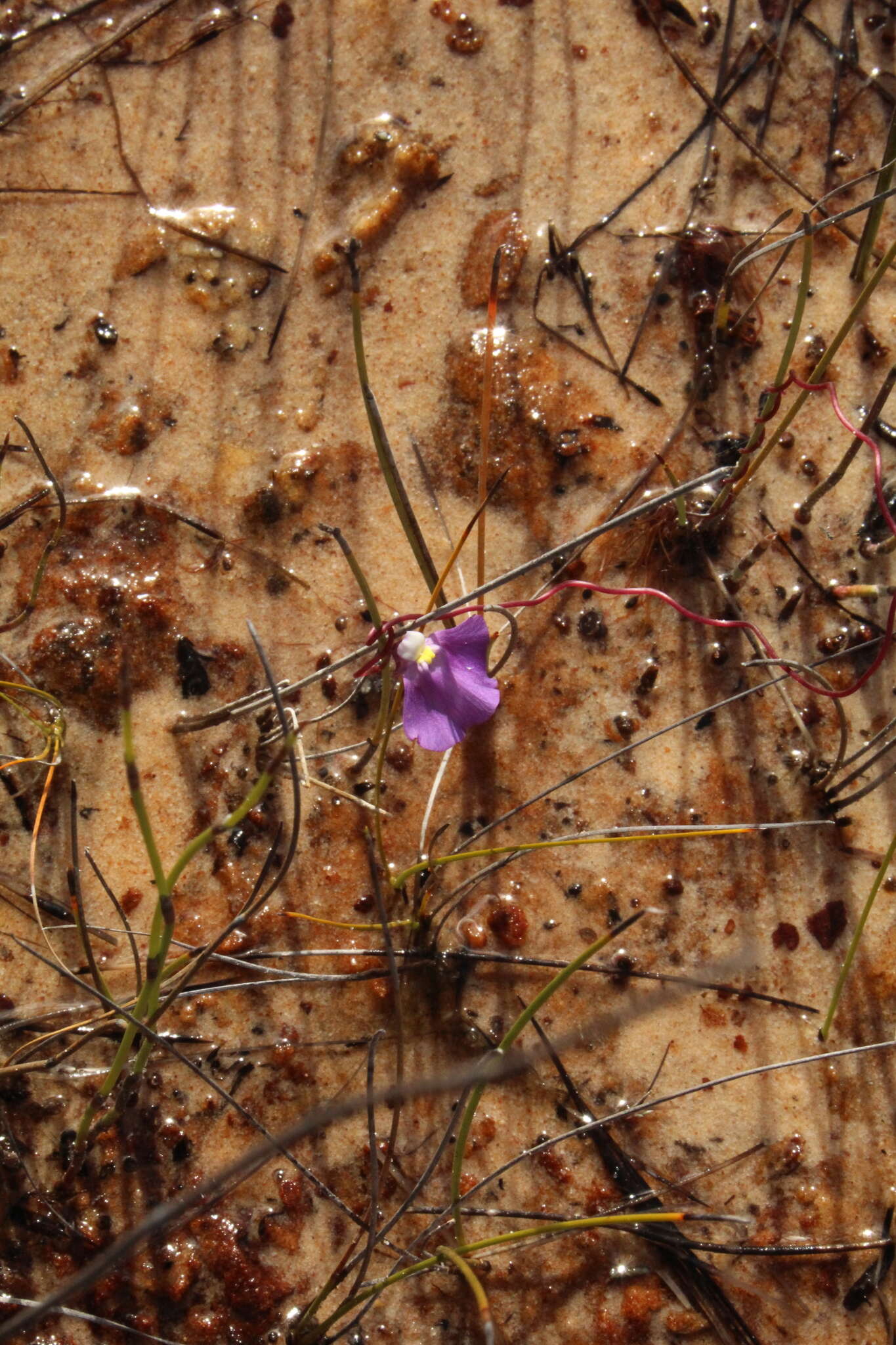 Image de Utricularia volubilis R. Br.