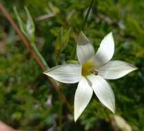 Image of Romulea longipes Schltr.