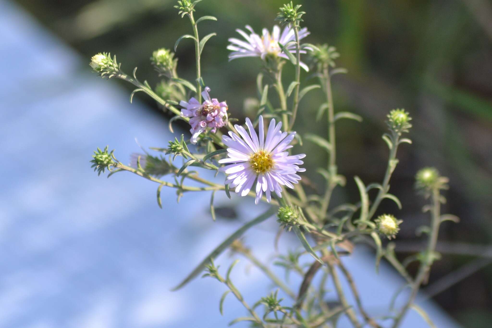 Sivun Symphyotrichum robynsianum (J. Rousseau) L. Brouillet & Labrecque kuva