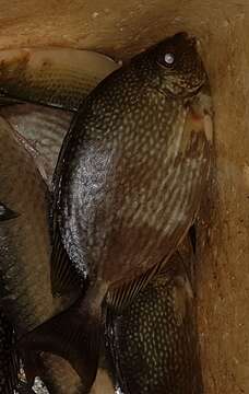 Image of Blue-spotted spinefoot