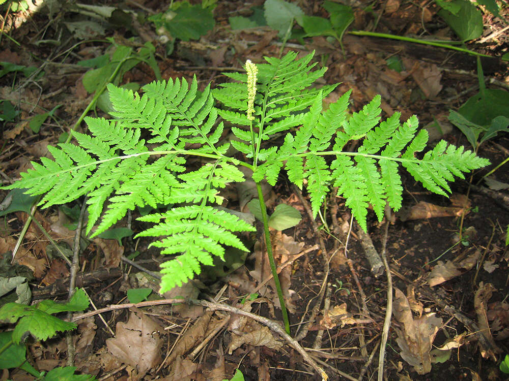 Image of Sahashia stricta (L.) Li Bing Zhang & Liang Zhang