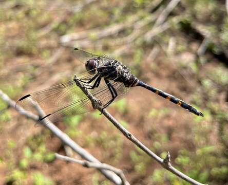 Image of Southern Riverking