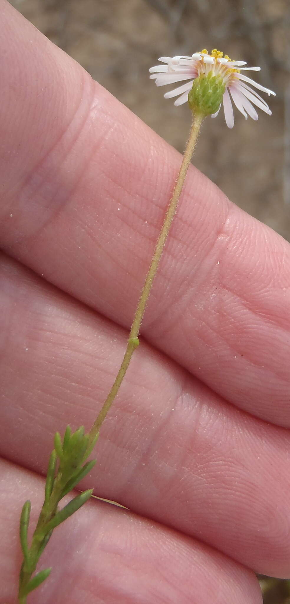 Felicia hyssopifolia (Berg.) Nees resmi