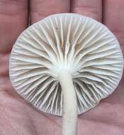 Image of Hygrocybe russocoriacea (Berk. & T. K. Mill.) P. D. Orton & Watling 1969