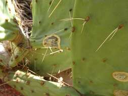 Image of Phyllosticta concava Seaver 1922