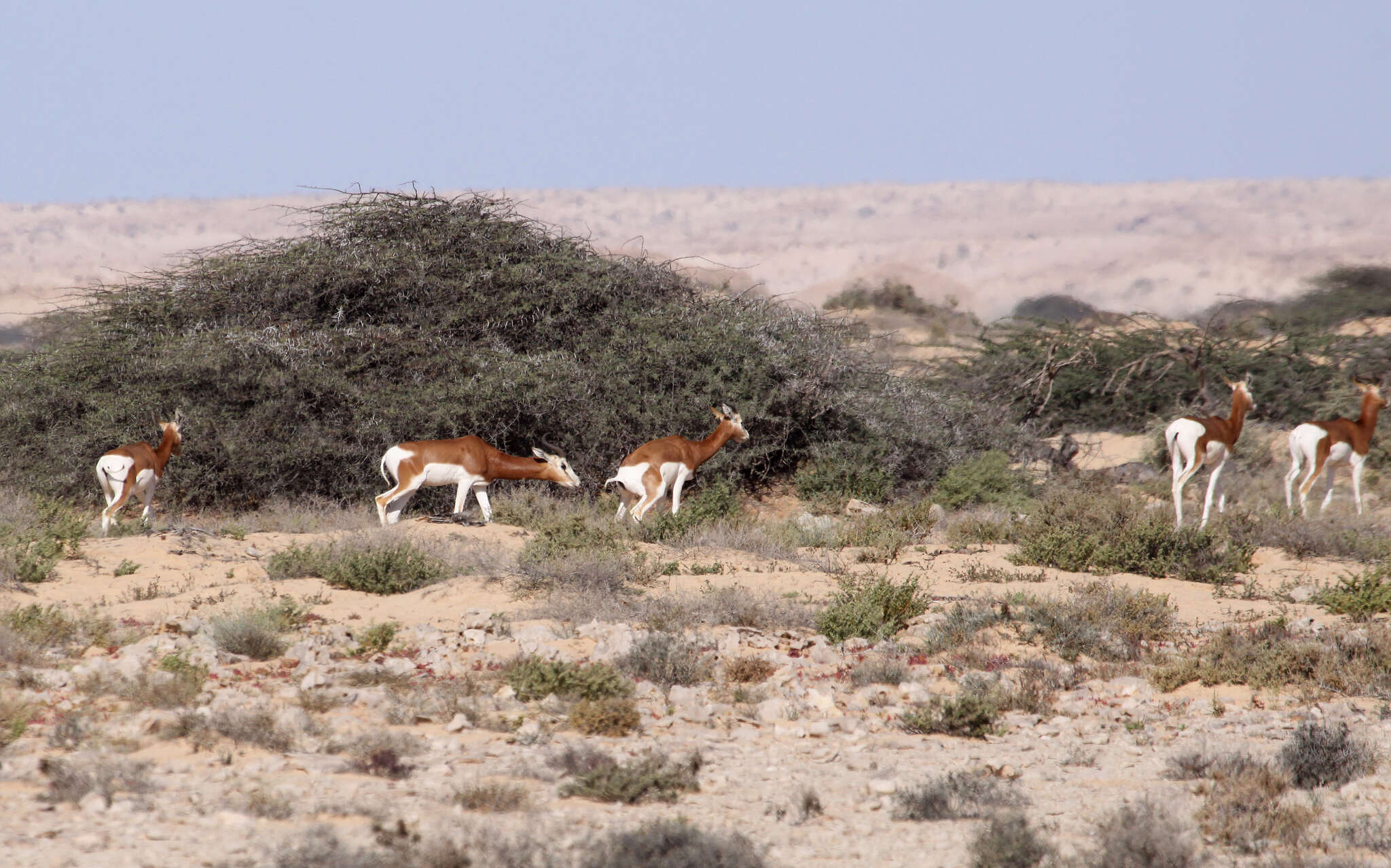 Image of Addra Gazelle