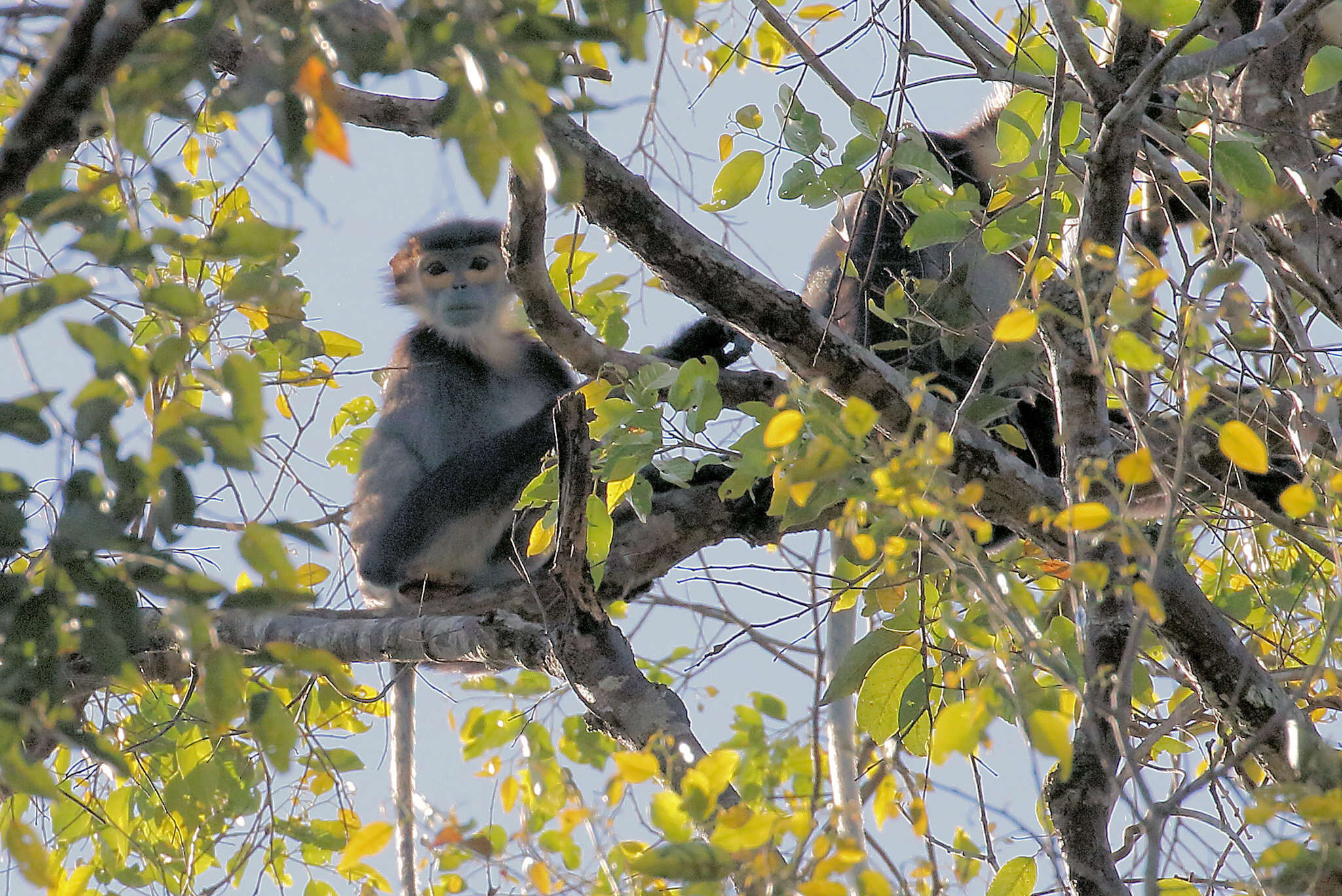 Image of Black-shanked Douc Langur