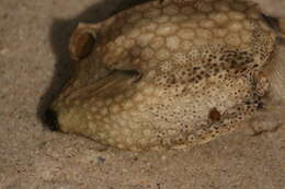 Image of Black-spotted boxfish