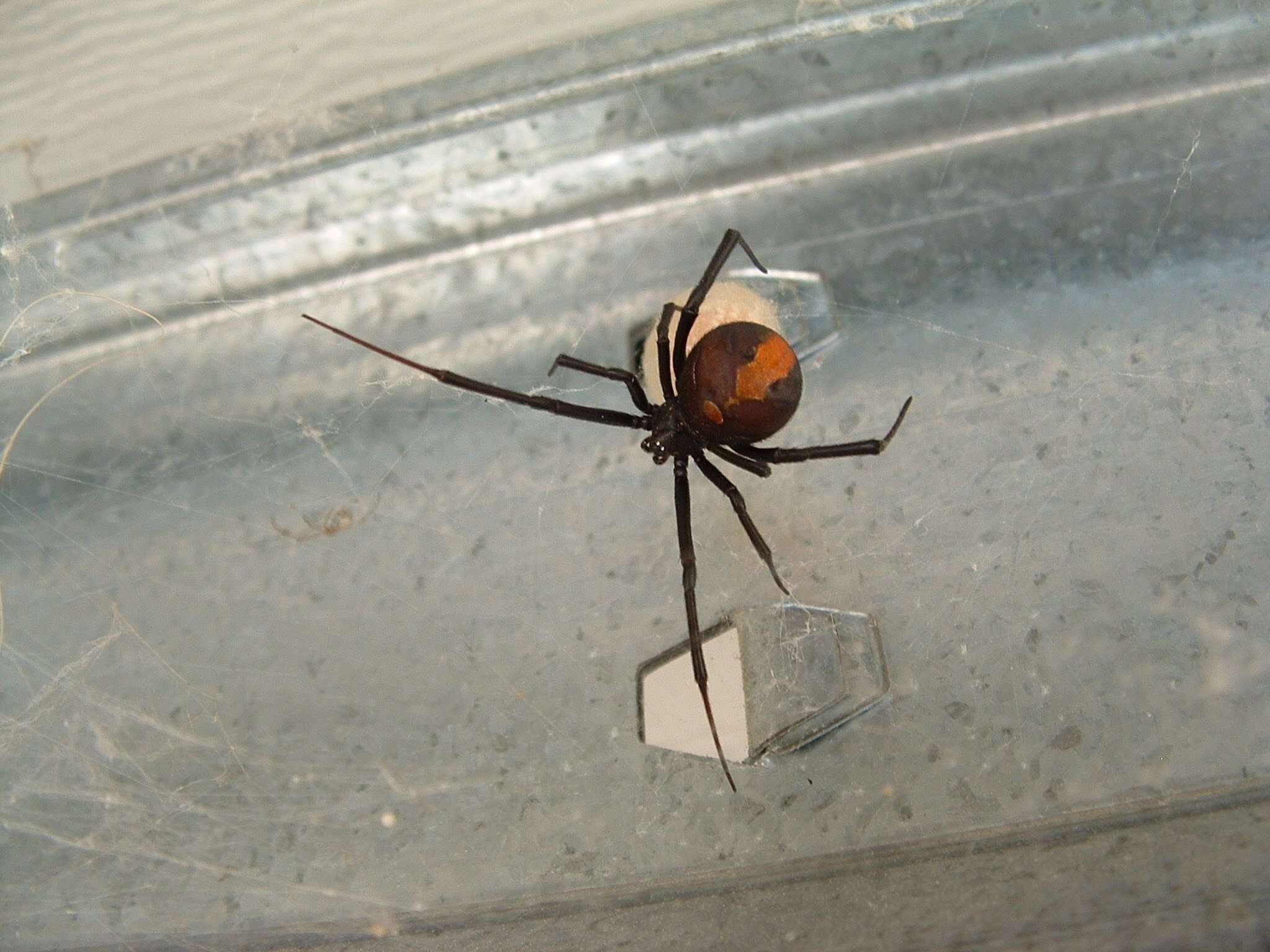 Image of Redback spider