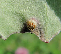 Imagem de Puccinia poarum Nielsen 1877