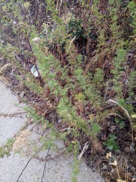 Image of Ligurian yarrow