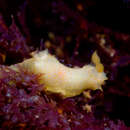 Image of Orange spotted transluscent slug