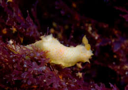 Image of Orange spotted transluscent slug