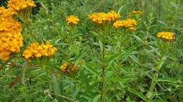 Image de Tagetes lucida Cav.