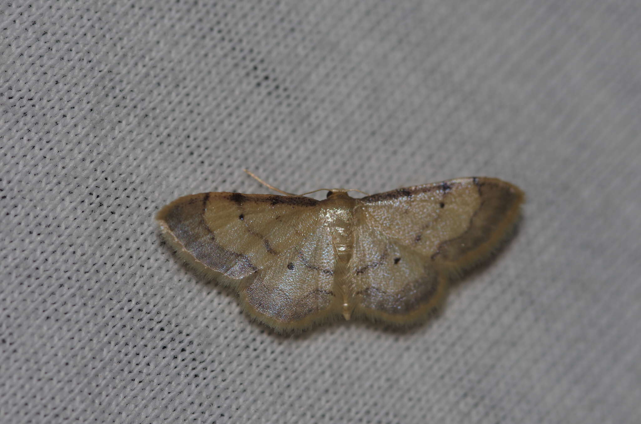 Image of Idaea politaria Hübner 1799