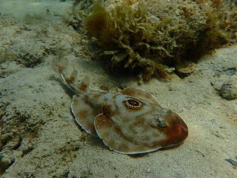 Image of Bullseye Electric Ray