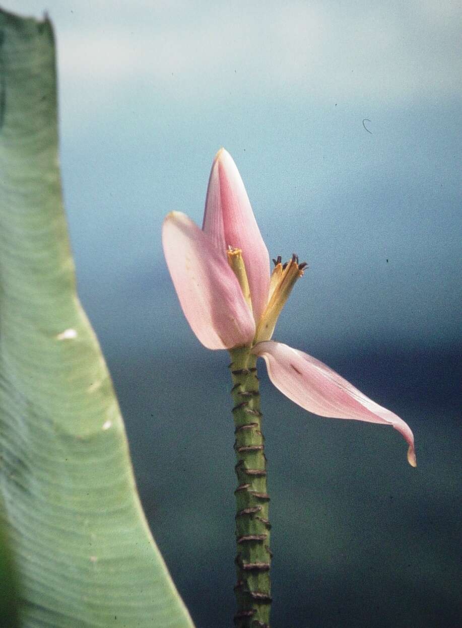 Image of Musa ornata Roxb.