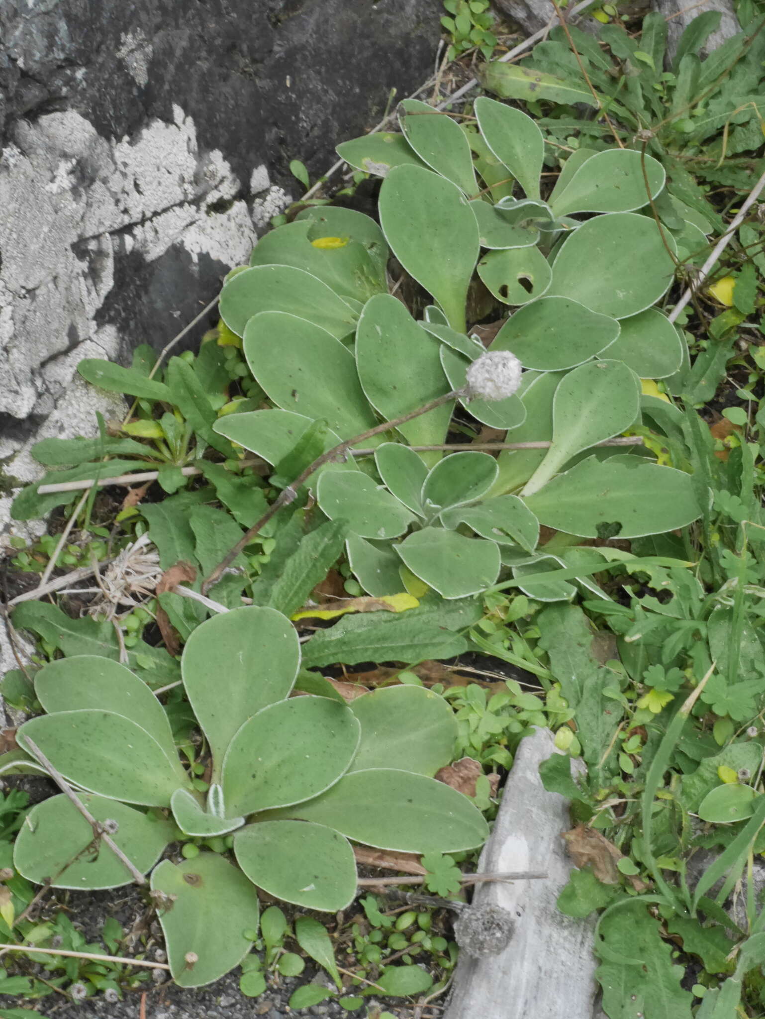 Image of Craspedia uniflora var. grandis Allan