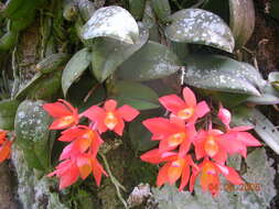 Image of Cattleya cernua (Lindl.) Van den Berg