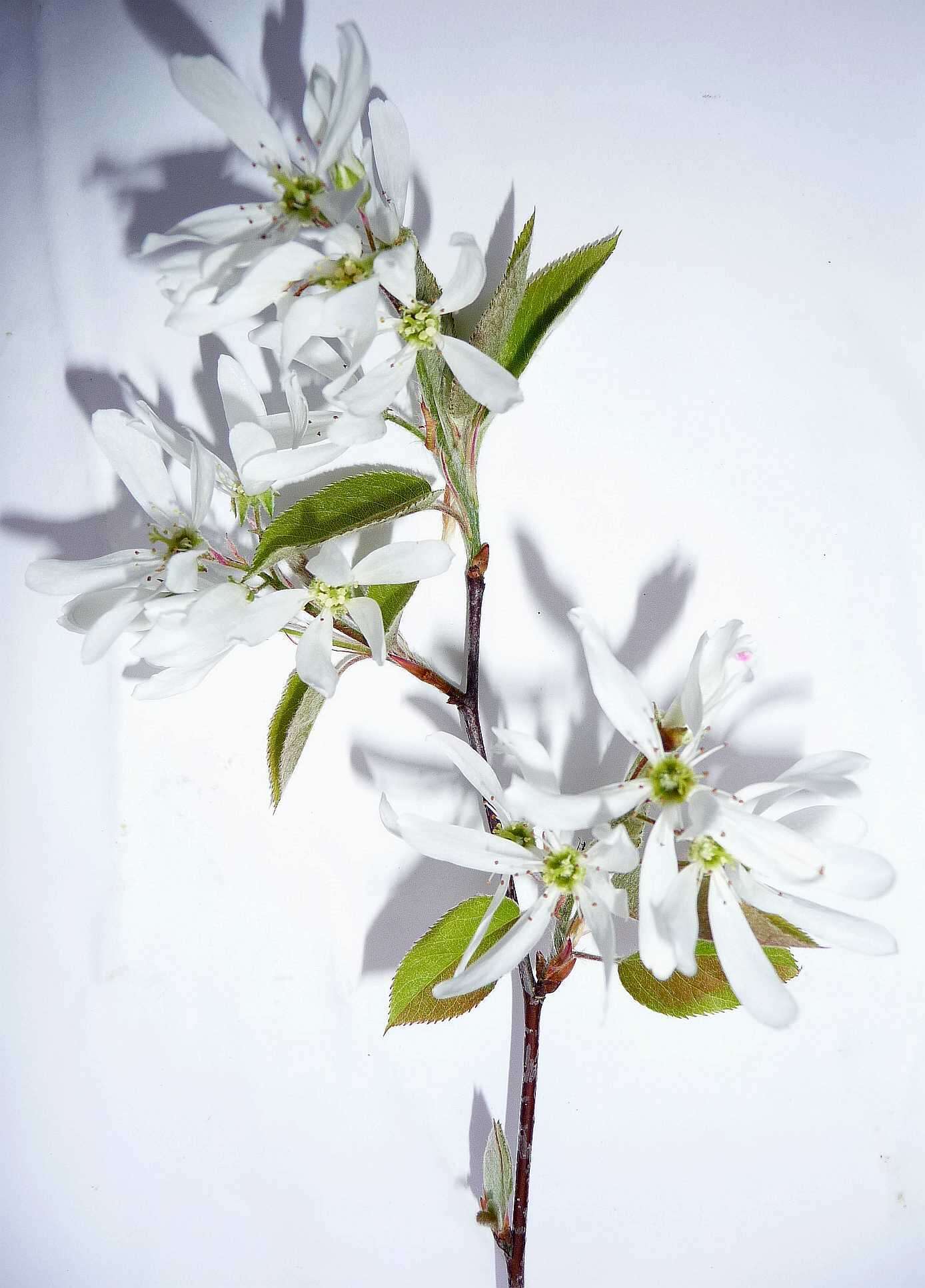 Image of Pacific serviceberry