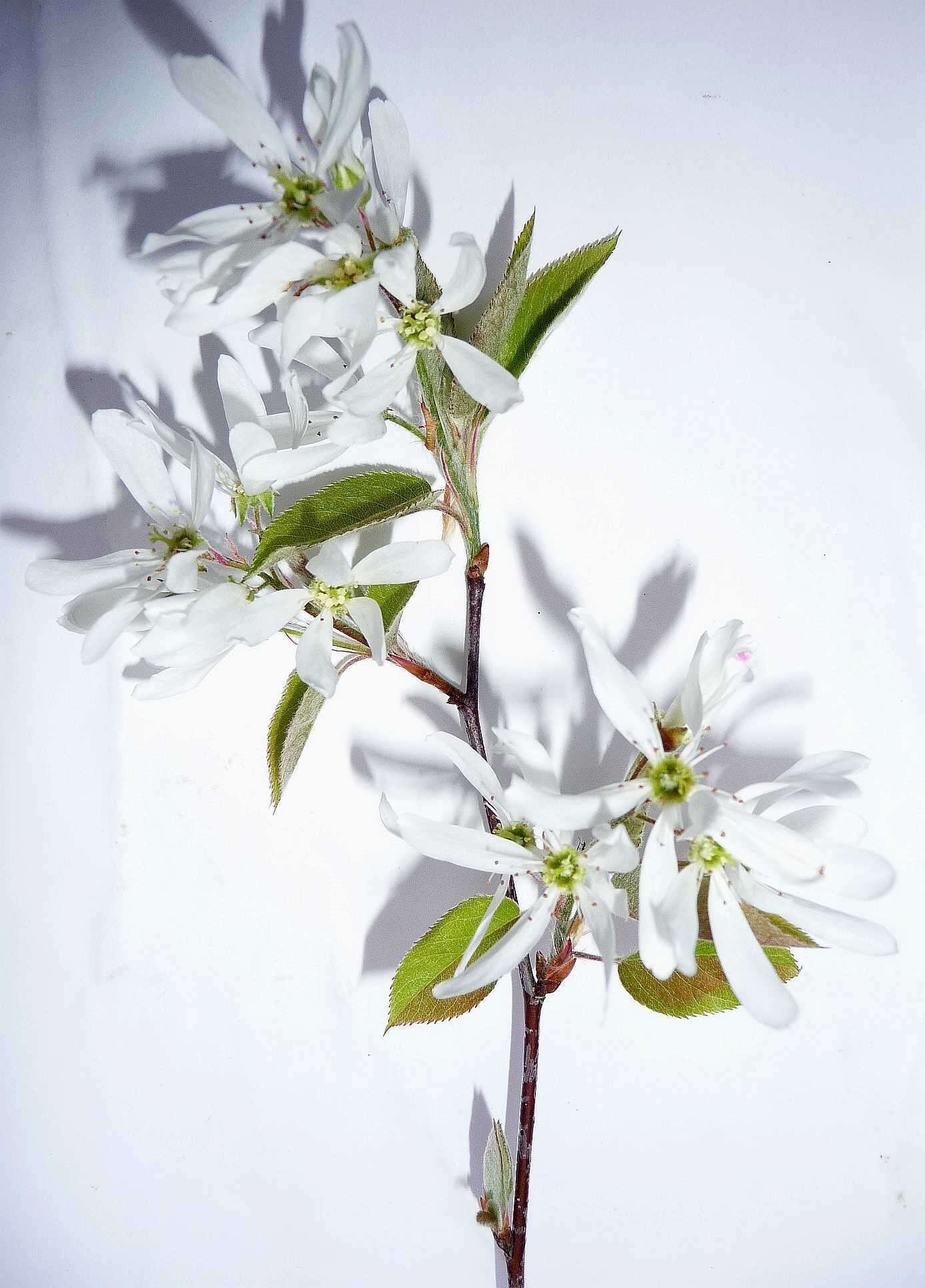 Image de Amelanchier interior Nielsen