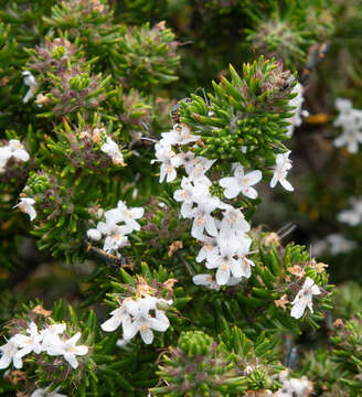 Image of Westringia senifolia F. Muell.