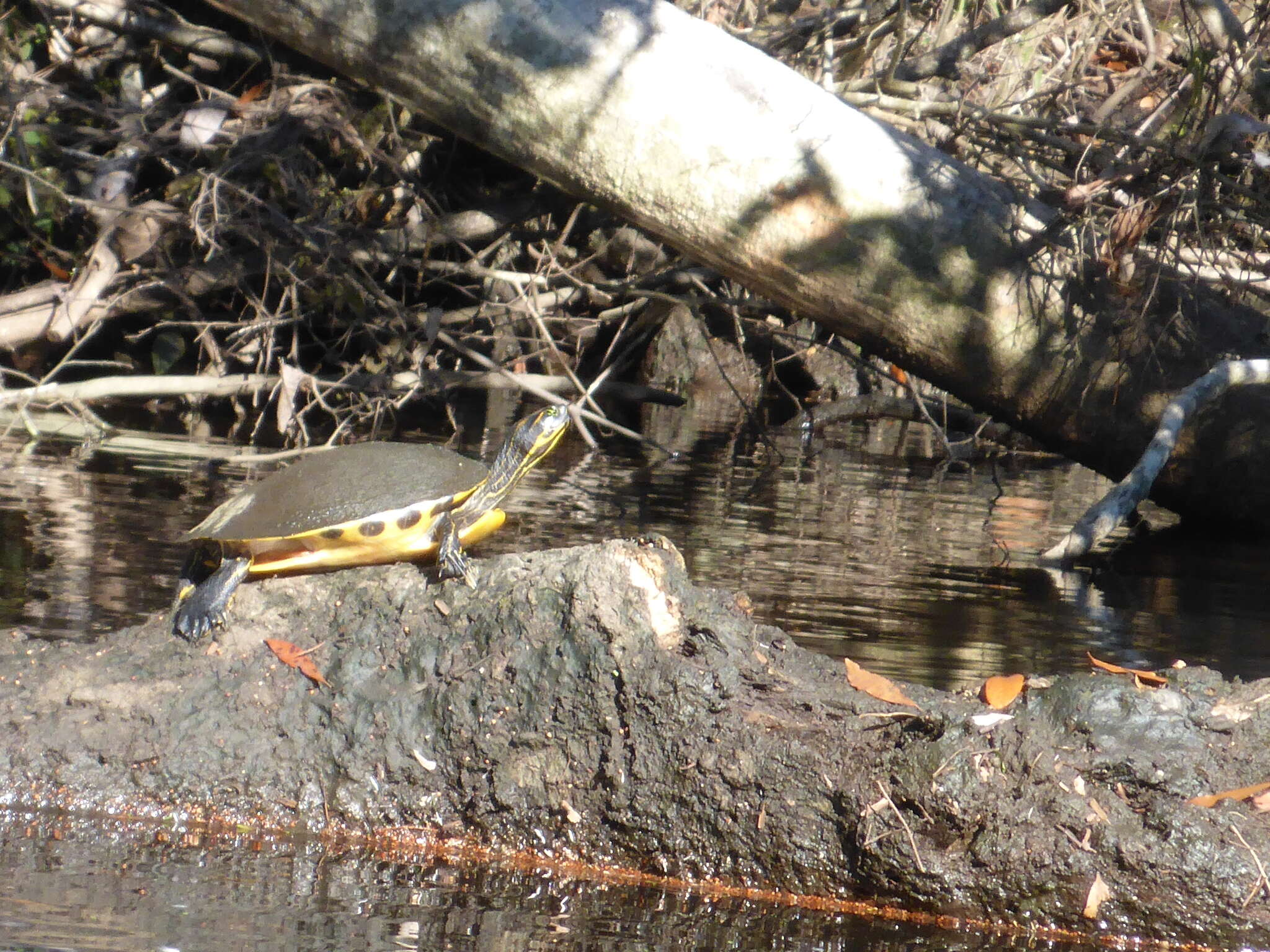 Image of Florida Cooter