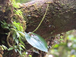 Imagem de Liparis cordifolia Hook. fil.