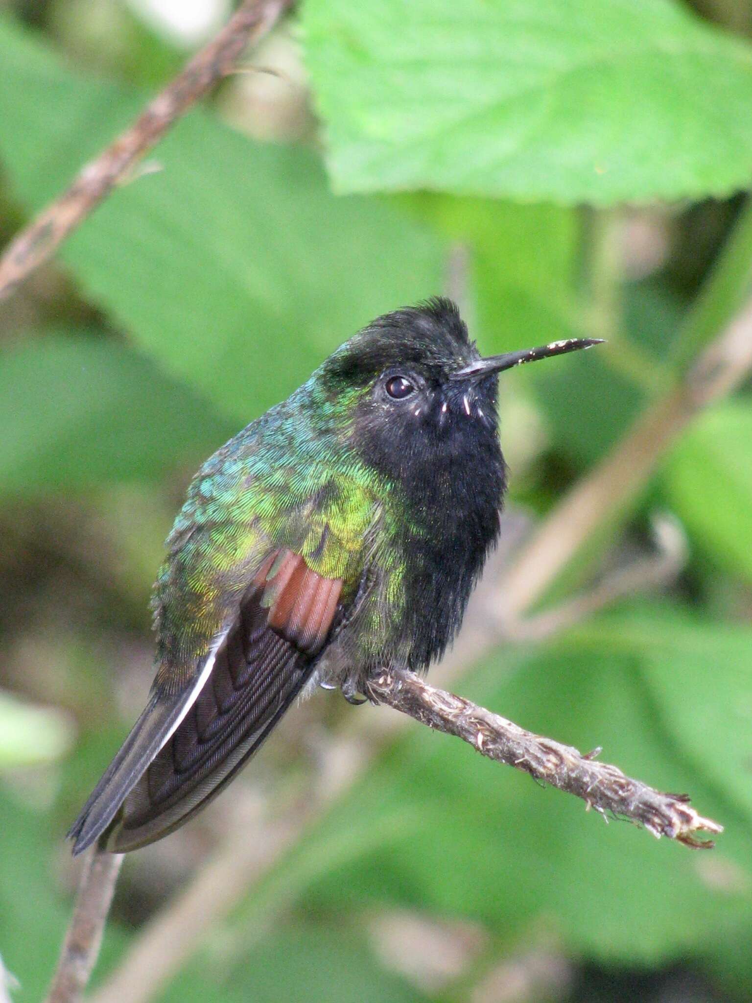 Image of Eupherusa Gould 1857