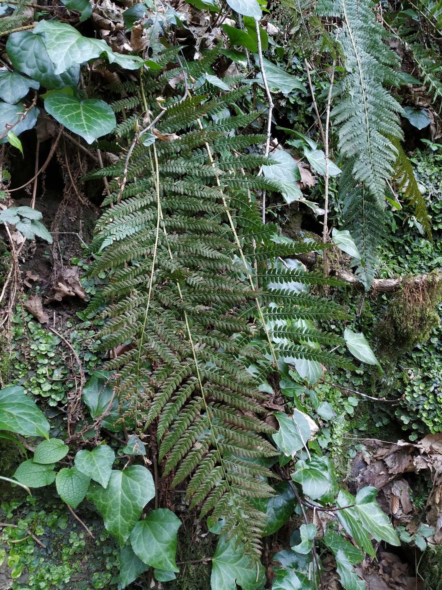 Image de polystic à soies