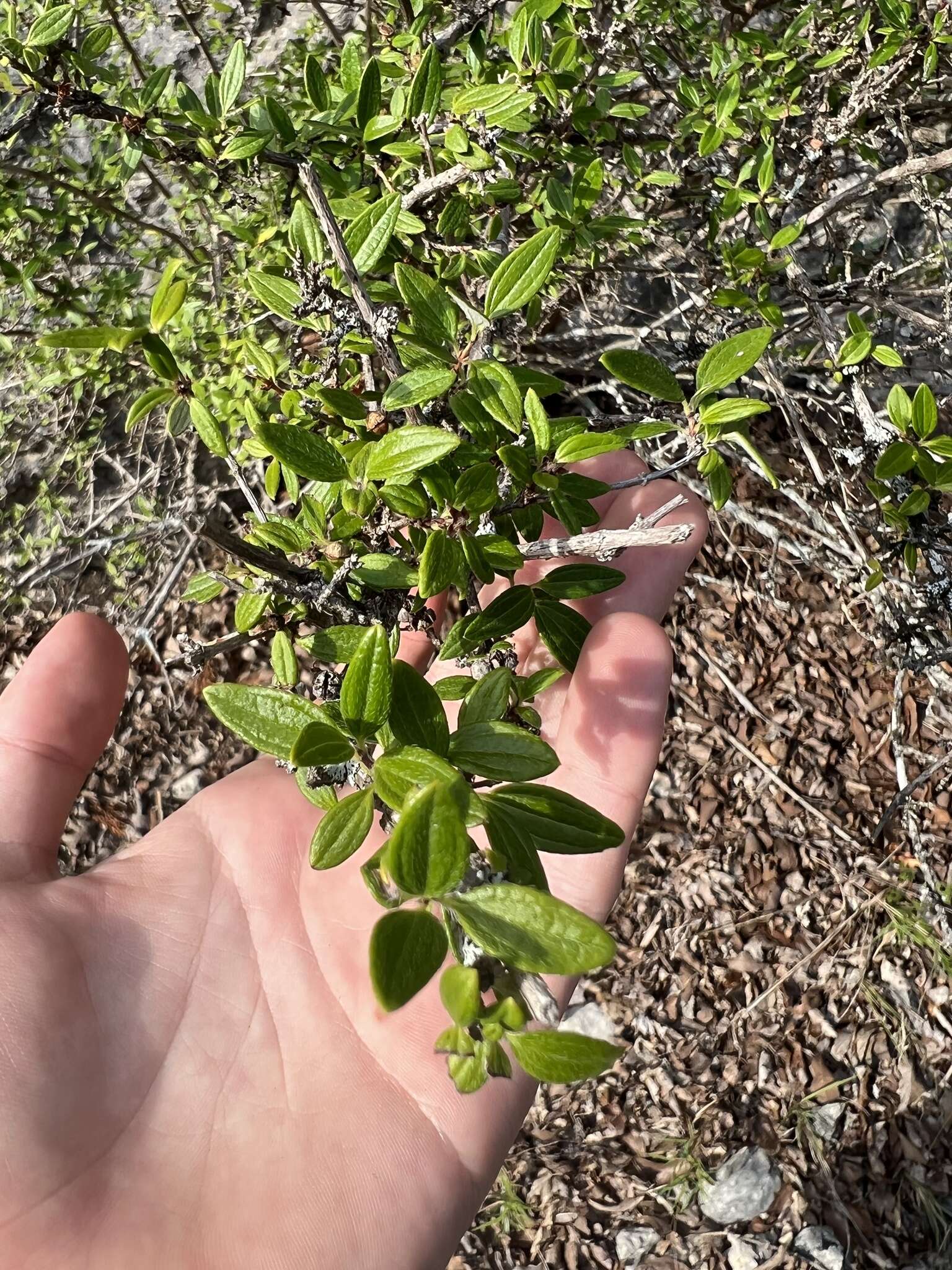 Image of Texas mock orange