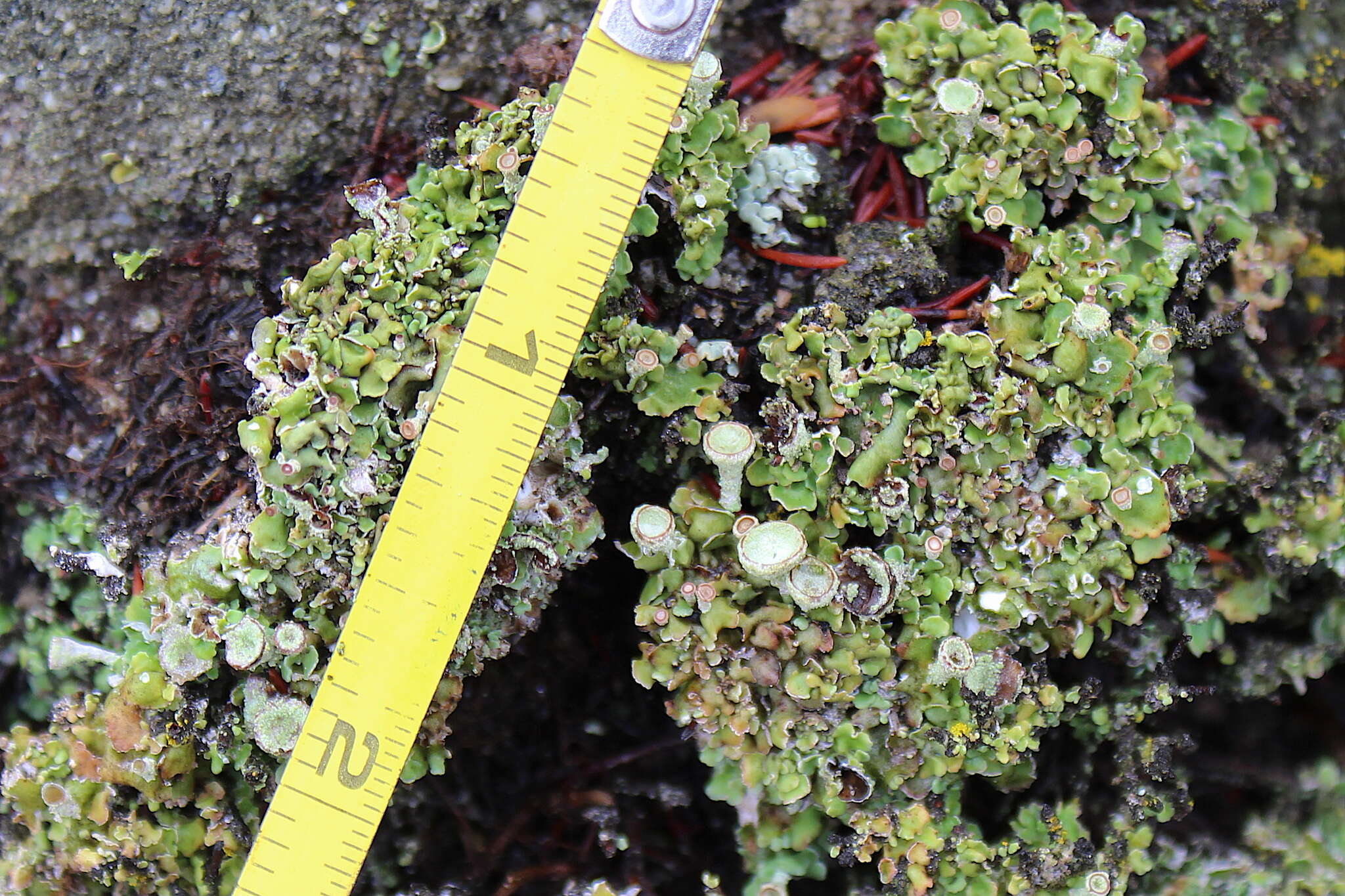 Image of Asahina's cup lichen