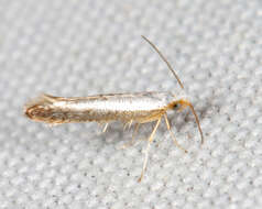 Image of Speckled Argyresthia