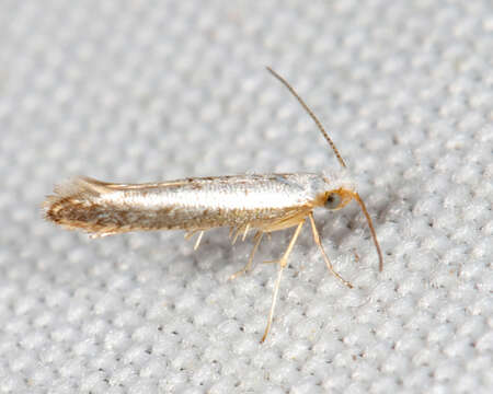 Image of Speckled Argyresthia