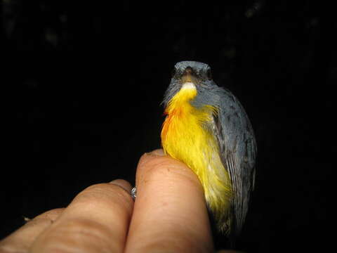 Image of Yellow-rumped Flowerpecker