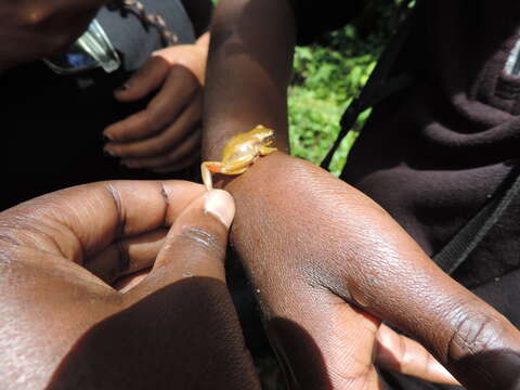 Image of Ahl's Reed Frog