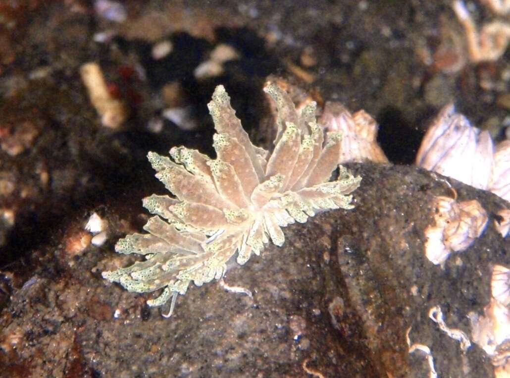 Image of Phyllodesmium crypticum Rudman 1981