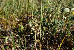 Image of Alyssum minutum Schlecht. ex DC.