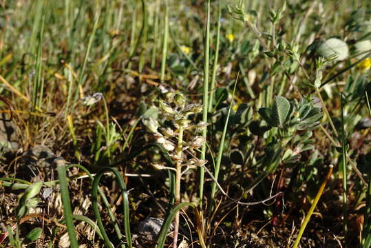 Image of Alyssum minutum Schlecht. ex DC.