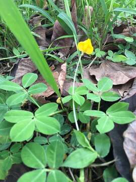 Image of Arachis duranensis Krapov. & W. C. Greg.