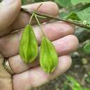 Image of mountain silverbell