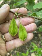 Image of mountain silverbell