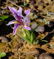 Image of Babiana pauciflora G. J. Lewis