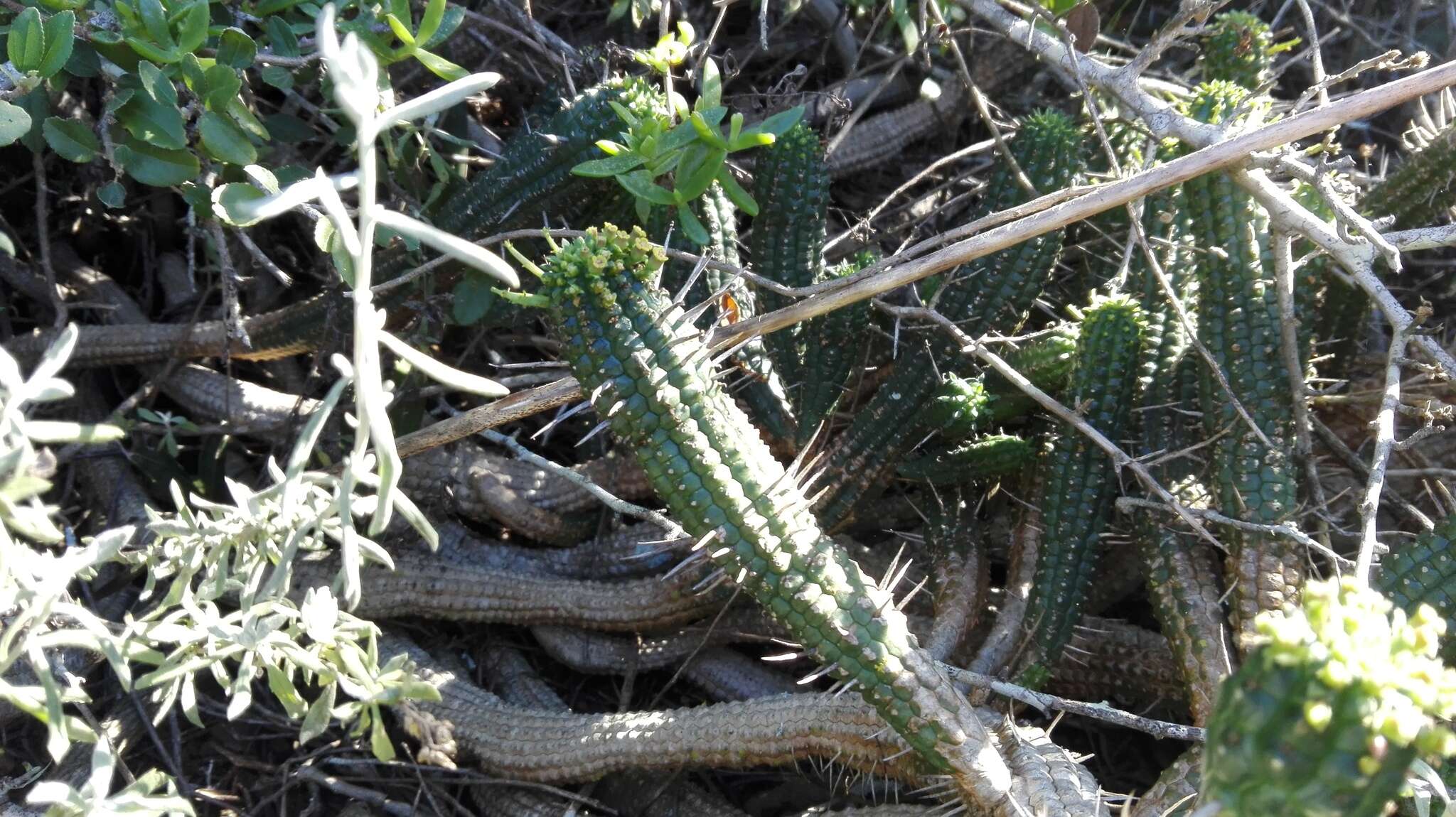 Слика од Euphorbia mammillaris L.