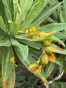 Image of Hibbertia baudouinii Brongn. & Gris