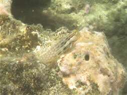 Image of Yaeyama coralblenny