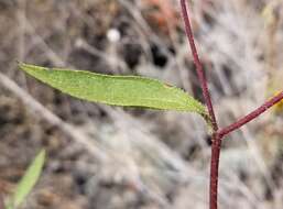 Image of Serpentine Sunflower