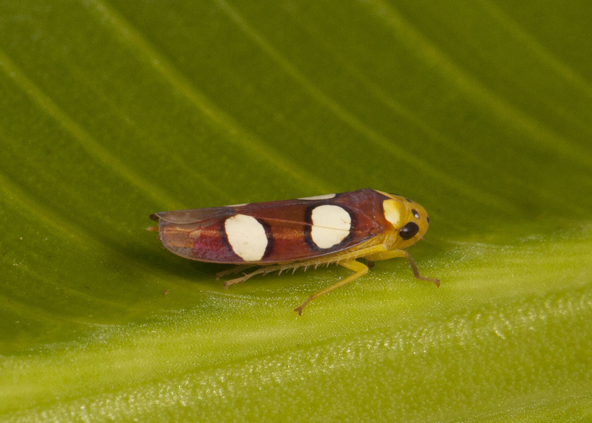 Sivun Erythrogonia laudata (Walker & F. 1858) kuva